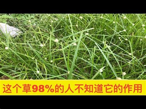 蜈蚣草禁忌